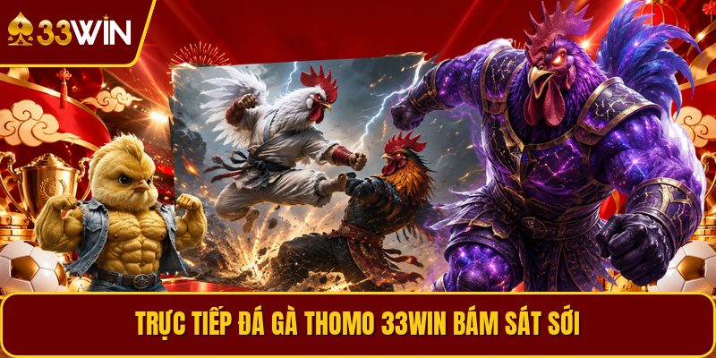 Trực tiếp đá gà thomo 33win bám sát sới
